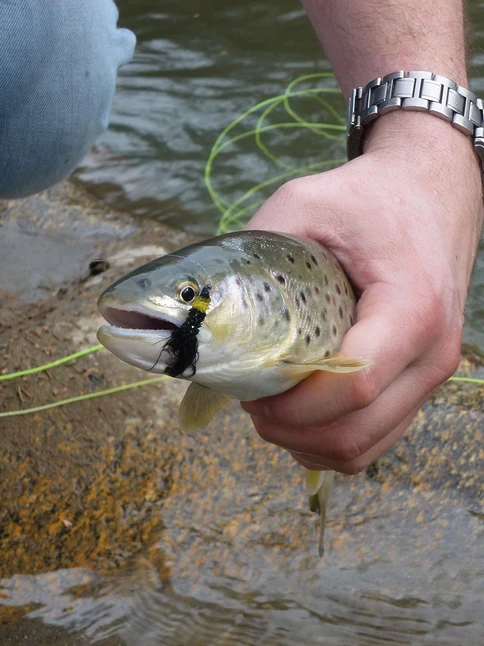Fischerei Fischen im Ötztal
